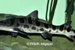 Triakis semifasciatus - 